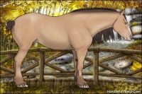 Horse Color:Amber Champagne
