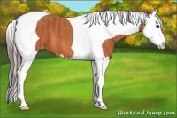 Horse Color:Bay Splash Tobiano Appaloosa  Brindle