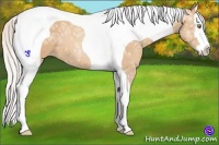 Horse Color:Silver Amber Champagne Ice Splash Tobiano 