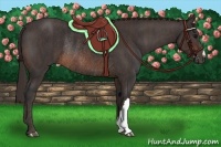 Horse Color:Brown Rabicano Brindle