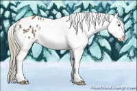 Horse Color:Chestnut Appaloosa 