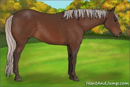 Horse Color:Silver Bay 