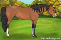 Horse Color:Bay Splash Frame 