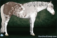 Horse Color:Silver Black Sabino 
