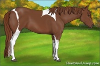 Horse Color:Chestnut Tobiano