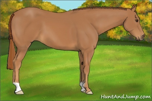 Horse Color:Chestnut Frame 