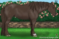 Horse Color:Liver Chestnut Frame 