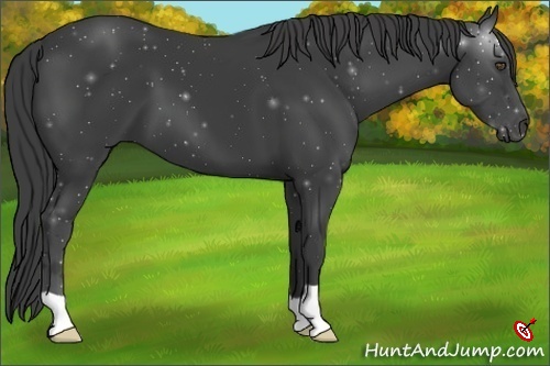 Horse Color:Smoky Black