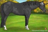 Horse Color:Smoky Black 
