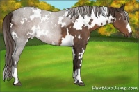 Horse Color:White Spotted Liver Chestnut 