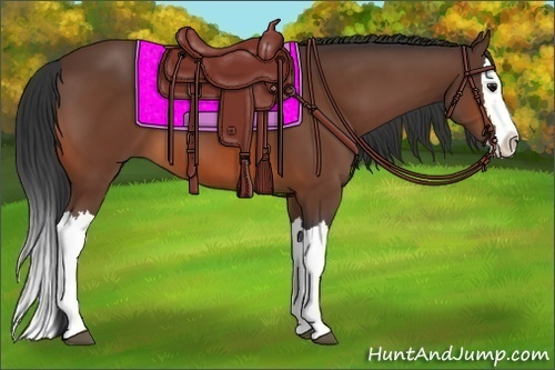 Horse Color:Bay Splash 