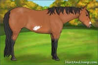 Horse Color:Bay Frame 