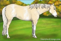Horse Color:White Spotted Gold Cream Champagne Tobiano 
