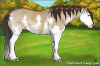 Horse Color:White Spotted Bay Dun Splash 