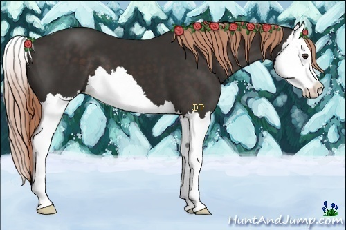 Horse Color:Liver Chestnut Splash 