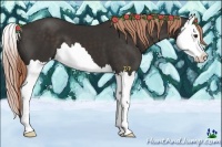 Horse Color:Liver Chestnut Splash 