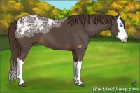 Horse Color:Liver Chestnut Ice Splash 