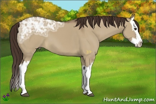 Horse Color:Liver Red Dun Ice Splash 