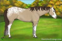 Horse Color:Liver Red Dun Ice Splash 