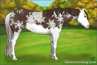 Horse Color:Liver Chestnut Ice Splash 