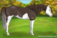 Horse Color:Liver Chestnut Splash 