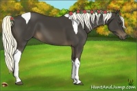 Horse Color:Liver Chestnut Tobiano 