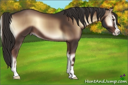 Horse Color:Liver Red Onyx Sabino 