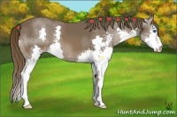 Horse Color:Liver Chestnut Splash 
