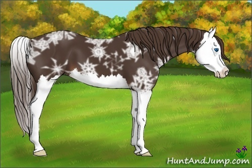 Horse Color:Liver Chestnut Ice Splash
