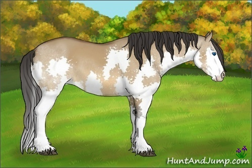 Horse Color:Bay Dun Splash