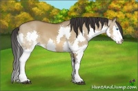 Horse Color:Bay Dun Splash 
