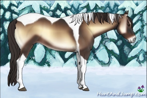 Horse Color:Liver Red Onyx Tobiano