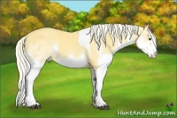 Horse Color:White Spotted Palomino Dun Splash Tobiano 