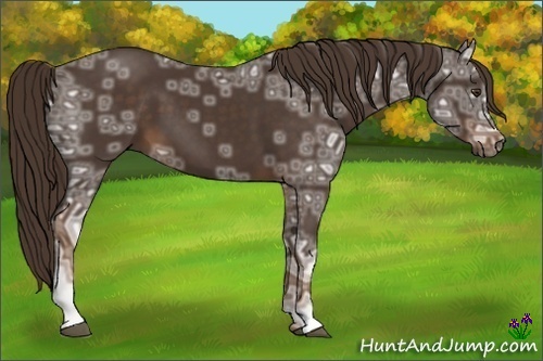 Horse Color:Liver Chestnut Ice