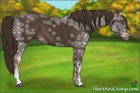 Horse Color:Liver Chestnut Ice 