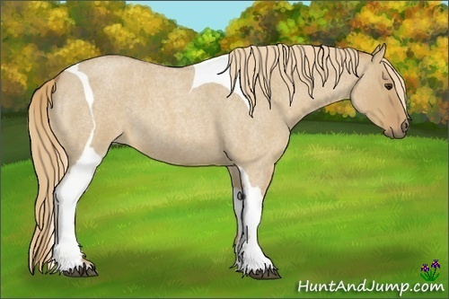 Horse Color:Red Dun Roan Tobiano