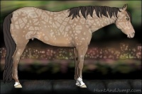 Horse Color:Sable Champagne Ice Sabino