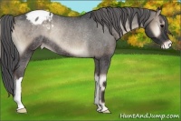 Horse Color:Blue Onyx Varnish Rabicano 