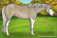 Horse Color:Silver Smoky Grullo Sabino