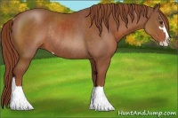 Horse Color:Chestnut Sabino Rabicano