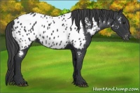 Horse Color:Black Near Leopard