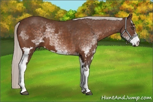 Horse Color:White Spotted Silver Bay Frame 