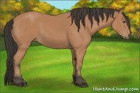 Horse Color:Buckskin 