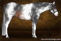 Horse Color:White Spotted Brown Tobiano 