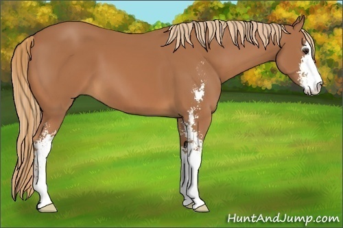 Horse Color:Chestnut Sabino
