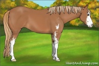 Horse Color:Chestnut Sabino