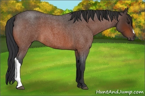 Horse Color:Bay Roan 