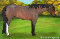 Horse Color:Bay Roan 