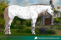Horse Color:Liver Red Roan Near Leopard 