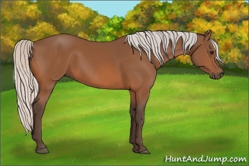 Horse Color:Silver Bay